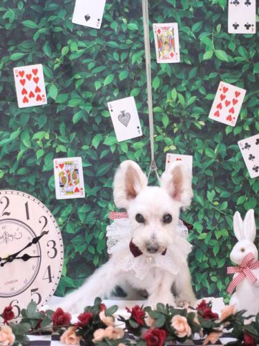 20250412小梅ちゃん